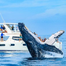 luxury-whale-watching